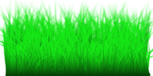 Wysoka zielona trawa