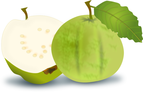 Guava vektorovÃ½ obrÃ¡zek