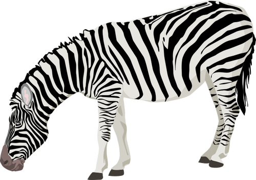 Image vectorielle de zebra photorÃ©alistes