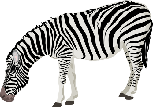Vector image of photorealistic zebra