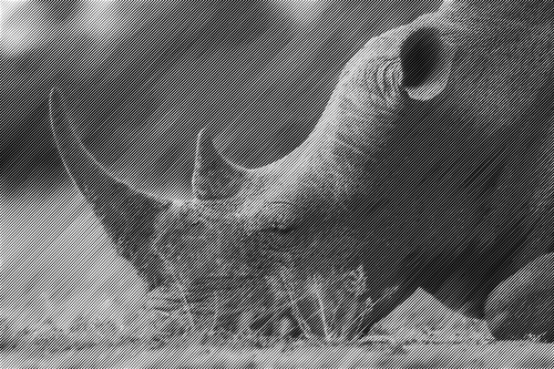 Rhino pÃ³Å‚tonÃ³w