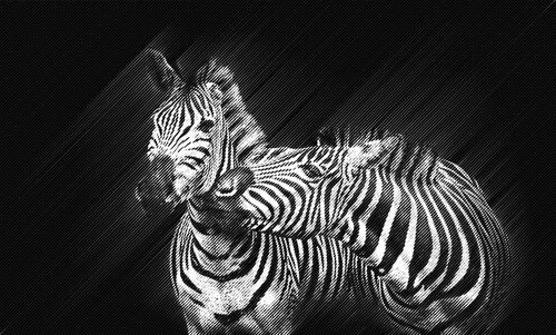 Zwei zebras