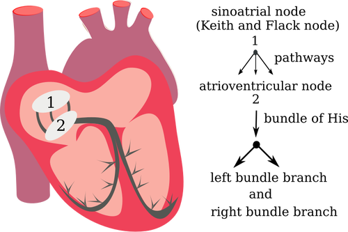 Vektortegning av hjertet elektriske systemet