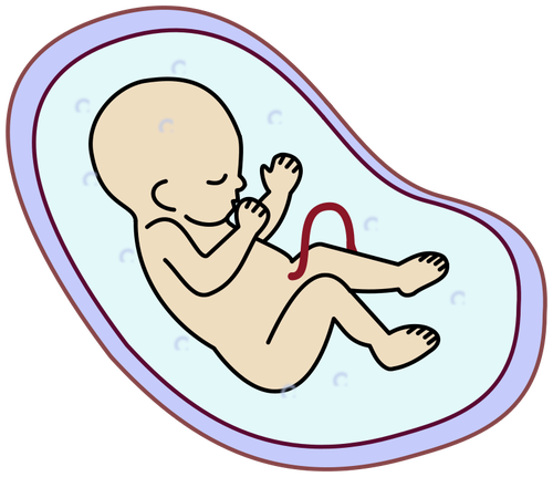 Imagen vectorial de embriÃ³n humano