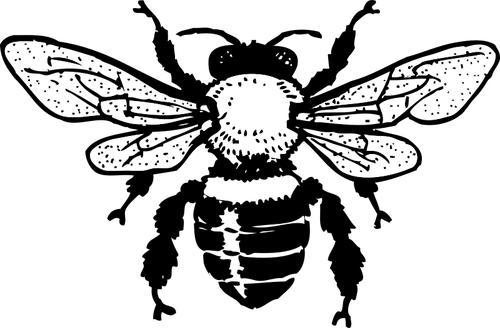 Vector bildet av honningbie