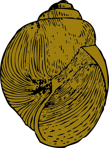 Vector bildet av snegle skall