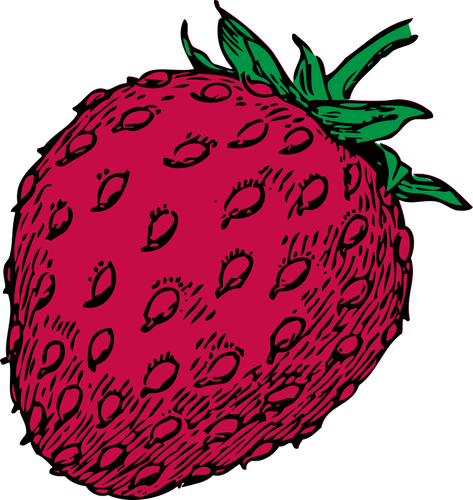 Vector tekening van Rode aardbei vruchten
