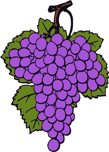 Disegno di uva matura vettoriale