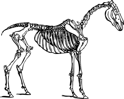 Imagem vetorial de esqueleto de cavalo