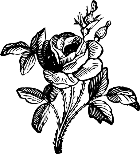 Image vectorielle rose