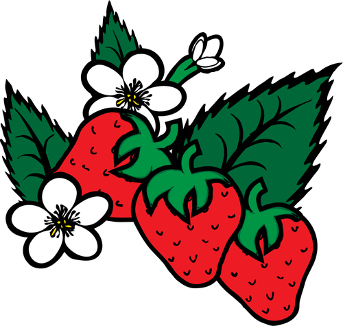 Vektor-Bild von frisch gepflÃ¼ckten Erdbeeren