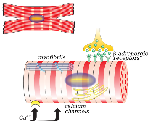 IlustraciÃ³n de vector de myocardiocyte