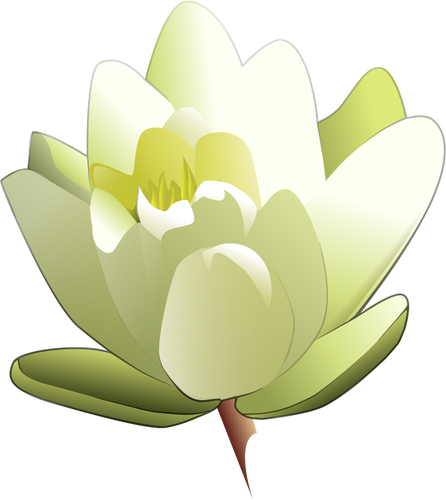 Water Lily Vector Image