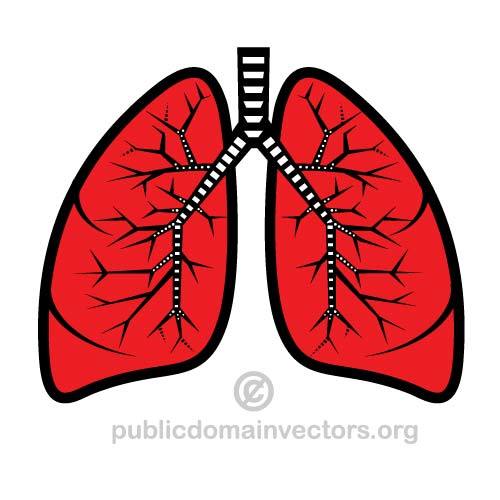Vector Illustrasjon av lungene