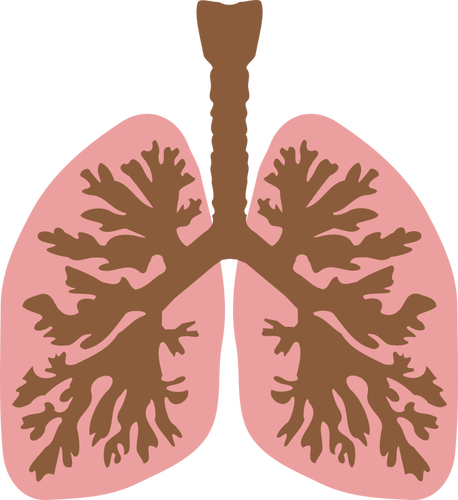 Paru-paru dan bronkus