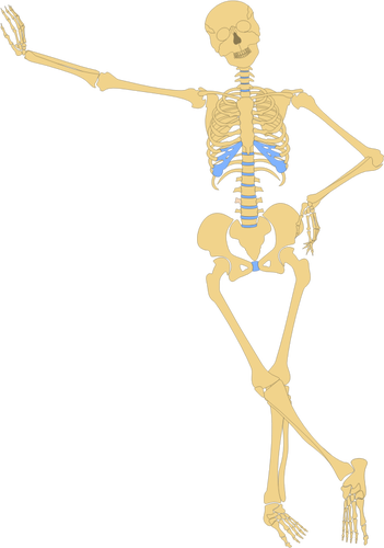 Stehende Skelett Vektor-Bild
