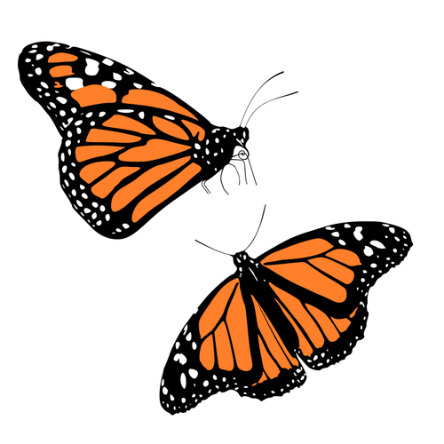 Vektorgrafikk utklipp av svart og oransje sommerfugler