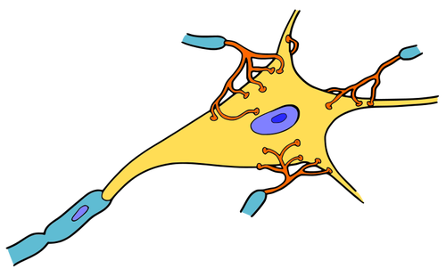 Disegno vettoriale di neurone semplice