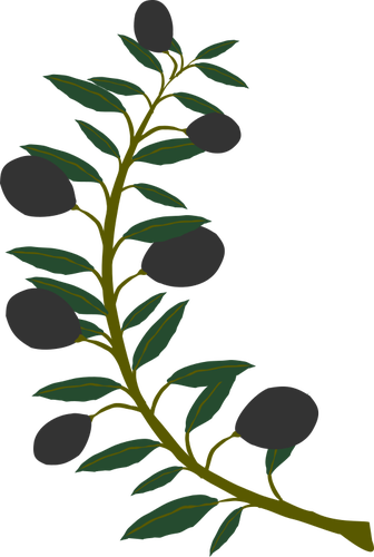 Rami di ulivo con olive nere