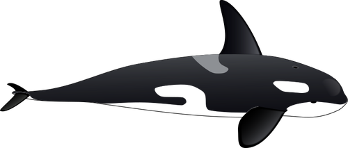 Vektor-Bild der groÃŸe orca