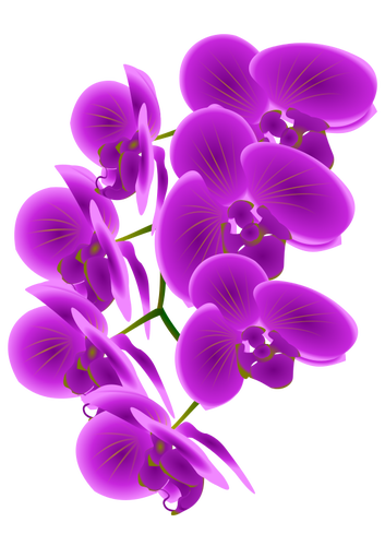 Orchideen Zweig