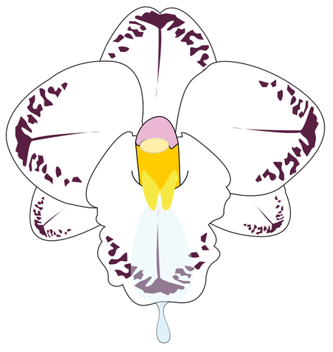 Clip art de la flor de la orquÃ­dea salvaje en color