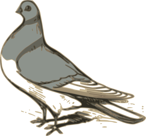 Clipart vetorial de ilustraÃ§Ã£o de pombo cinzento