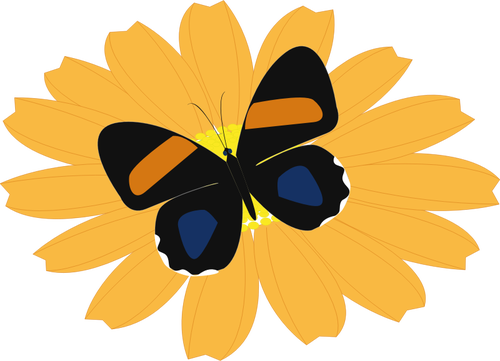 GrÃ¡ficos de borboleta preta sobre uma flor de laranjeira