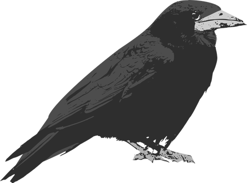 Raven seni klip burung vektor