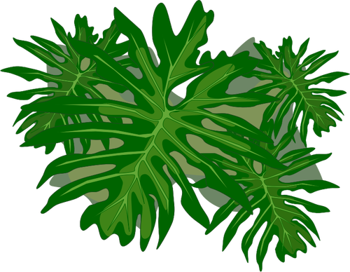 Filodendron rostlina