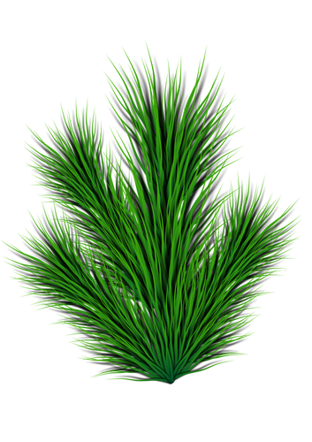 Imagen de vector de rama de pino