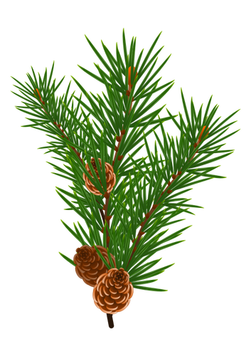 Pine gren