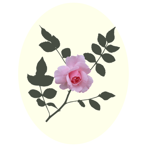 Image vectorielle rose rose