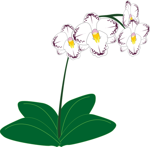 Wizerunek BiaÅ‚a orchidea roÅ›lina