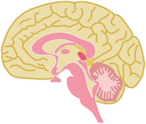 Otak manusia Menggambar