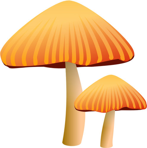 Orange mushrooms vector drawing