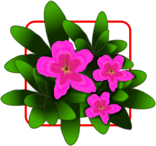 Pink azalea vector drawing