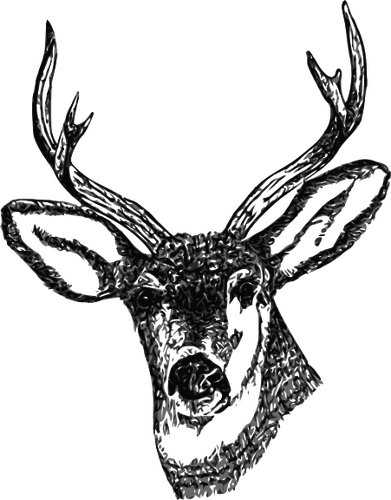 Hjort hode med horn vektor bilde