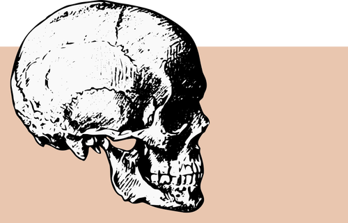 Kant weergave schedel