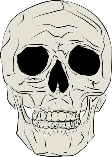 Vector illustration of real human skull