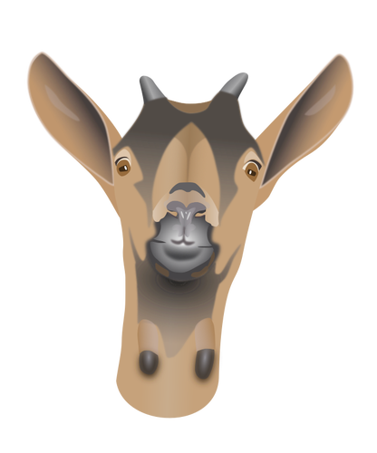 Vector graphics of young alpine goat head