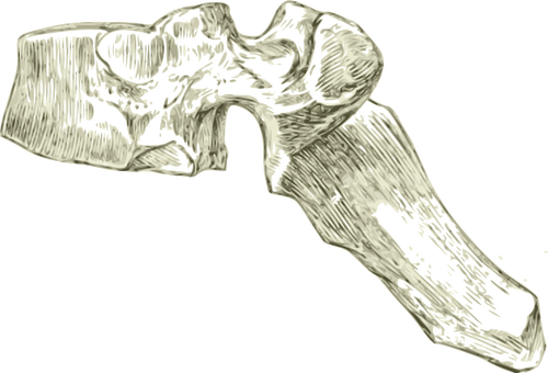Tulang punggung manusia