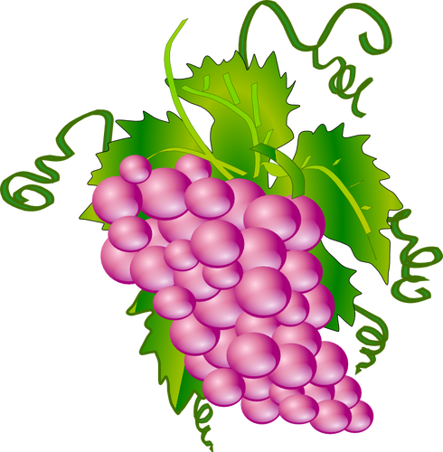 Grafika wektorowa kiÅ›ci winogron