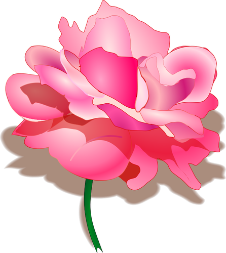Vector drawing of rose