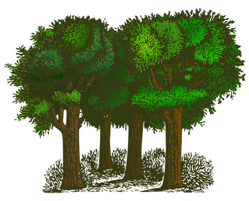Groep van bomen