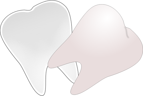 Corte en dibujo vectorial la mitad del diente