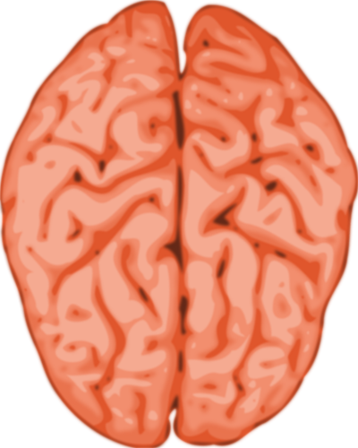 Imagine vectorialÄƒ a creierului