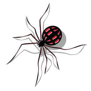 Spider with red spots